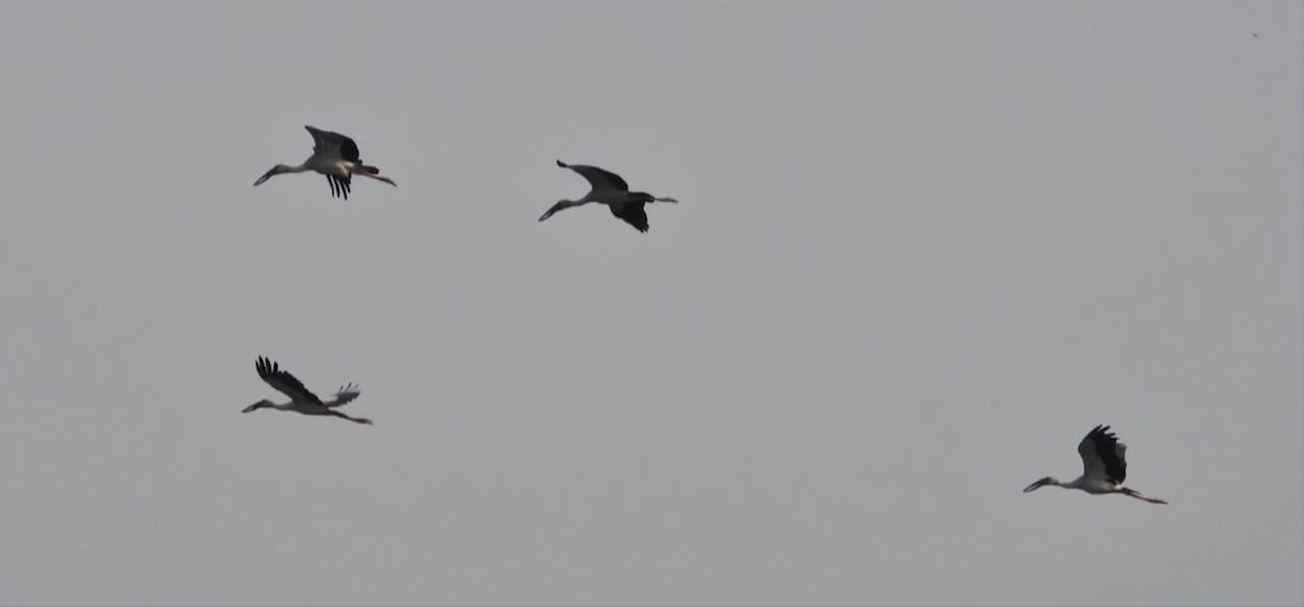 Asian Openbill - ML647123261