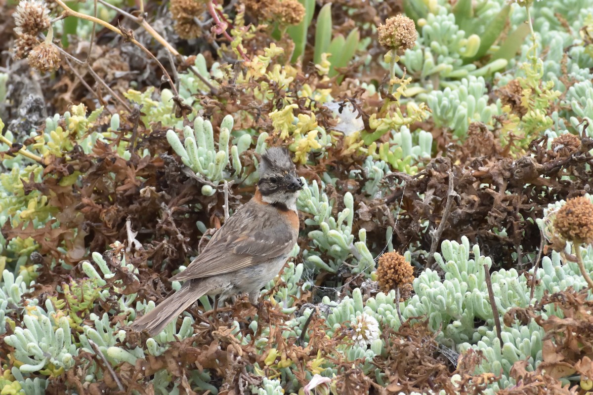 Rufous-collared Sparrow - ML647123266