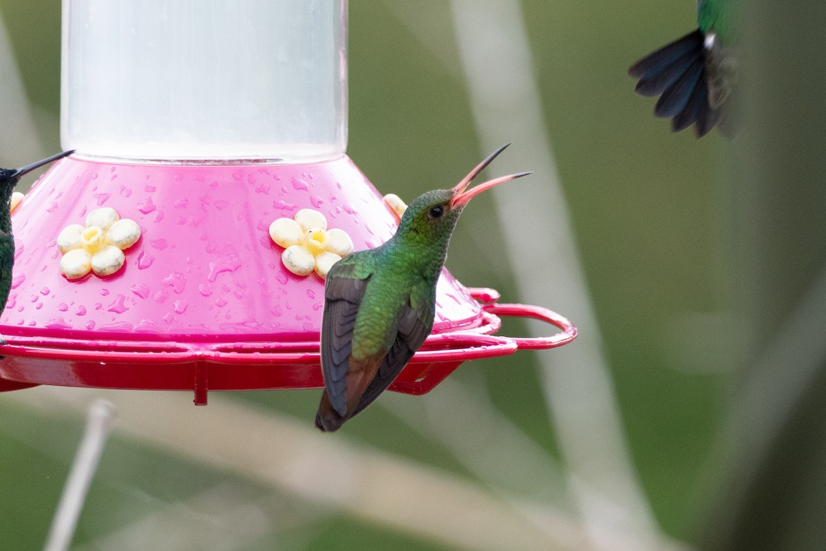 ruststjertkolibri - ML647123279