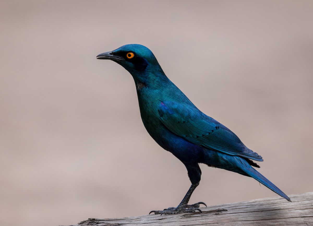 Greater Blue-eared Starling - ML647123283