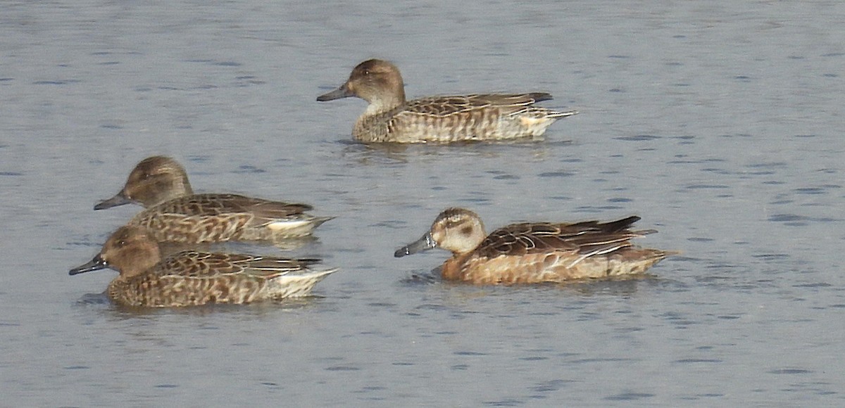 Marzaiola - ML647123301