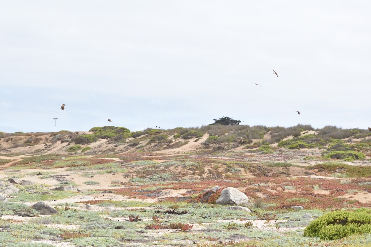 Chimango Caracara - ML647123308