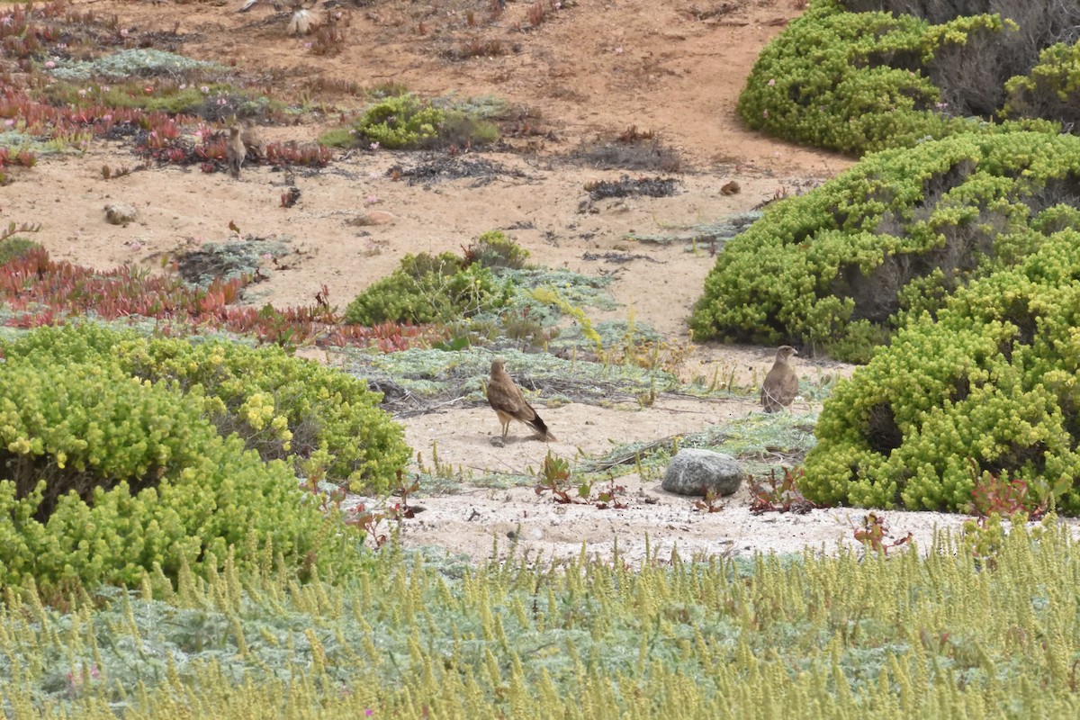 Chimango Caracara - ML647123309