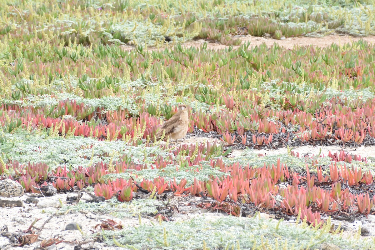 Chimango Caracara - ML647123310