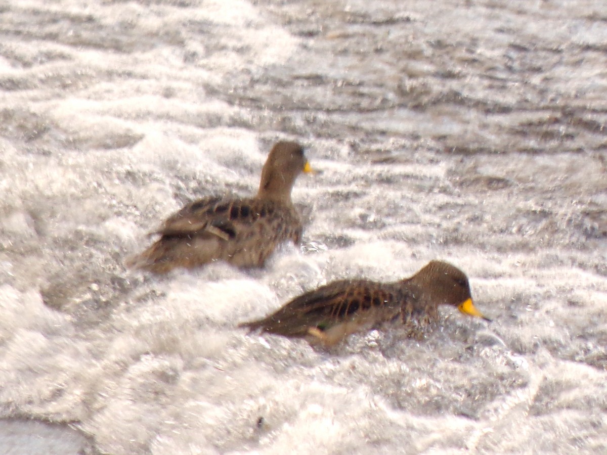 Yellow-billed Teal - ML647123311