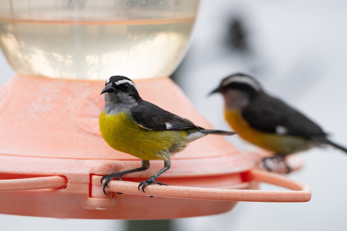 banansmett - ML647123316