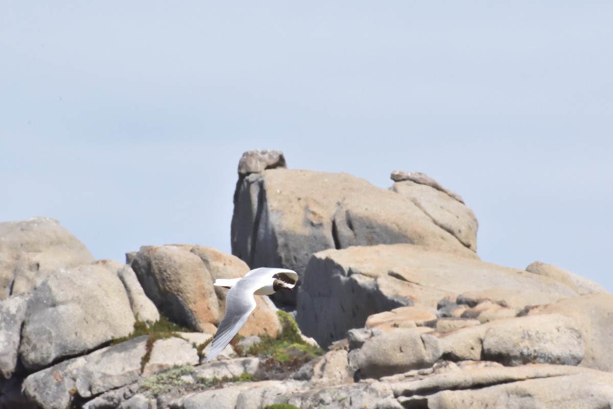 Brown-hooded Gull - ML647123320