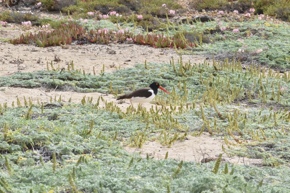 American Oystercatcher - ML647123325