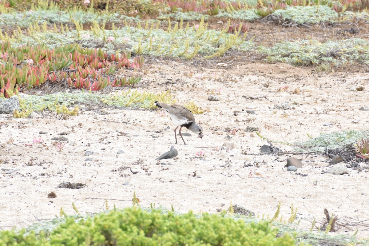 Southern Lapwing - ML647123335