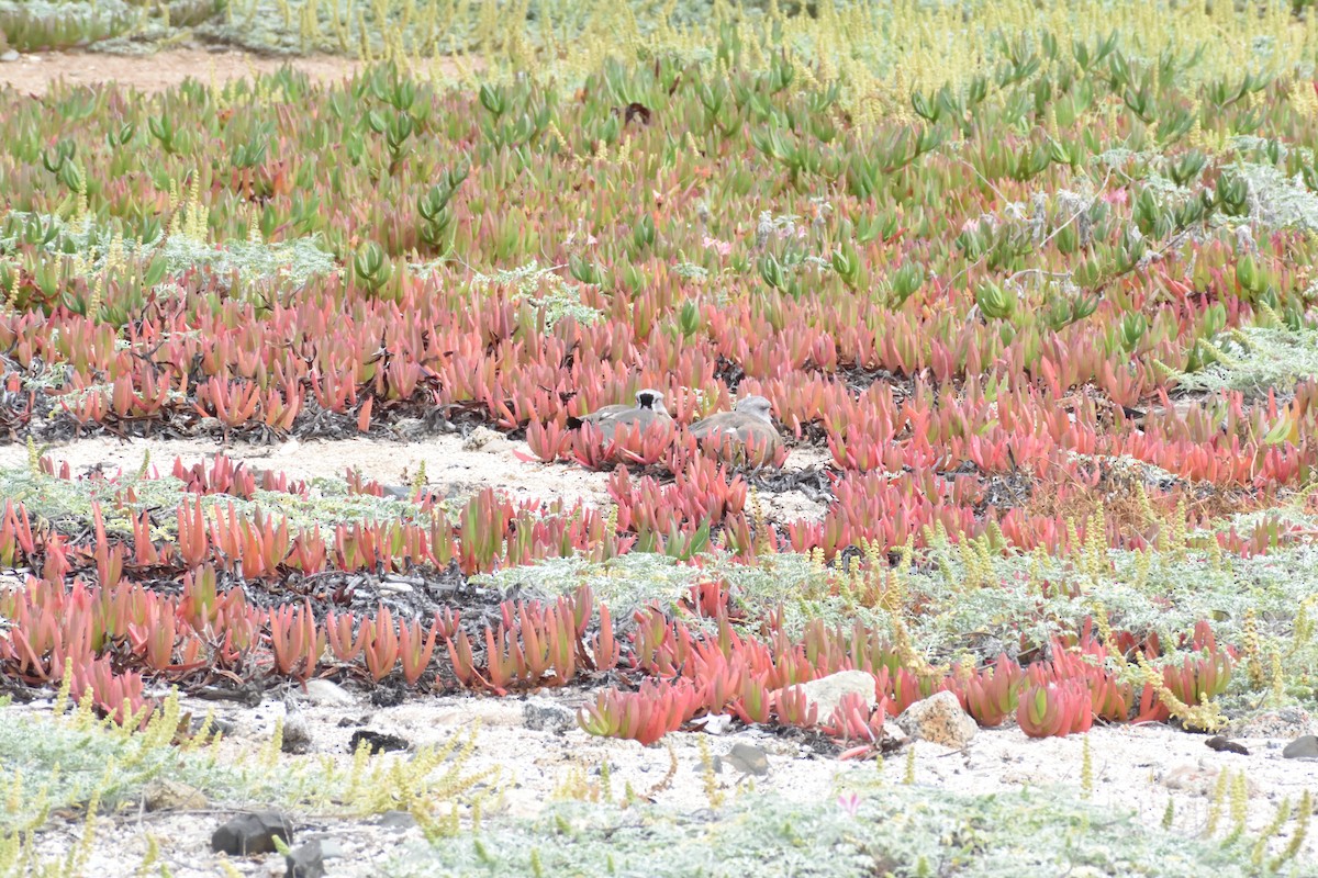 Southern Lapwing - ML647123336