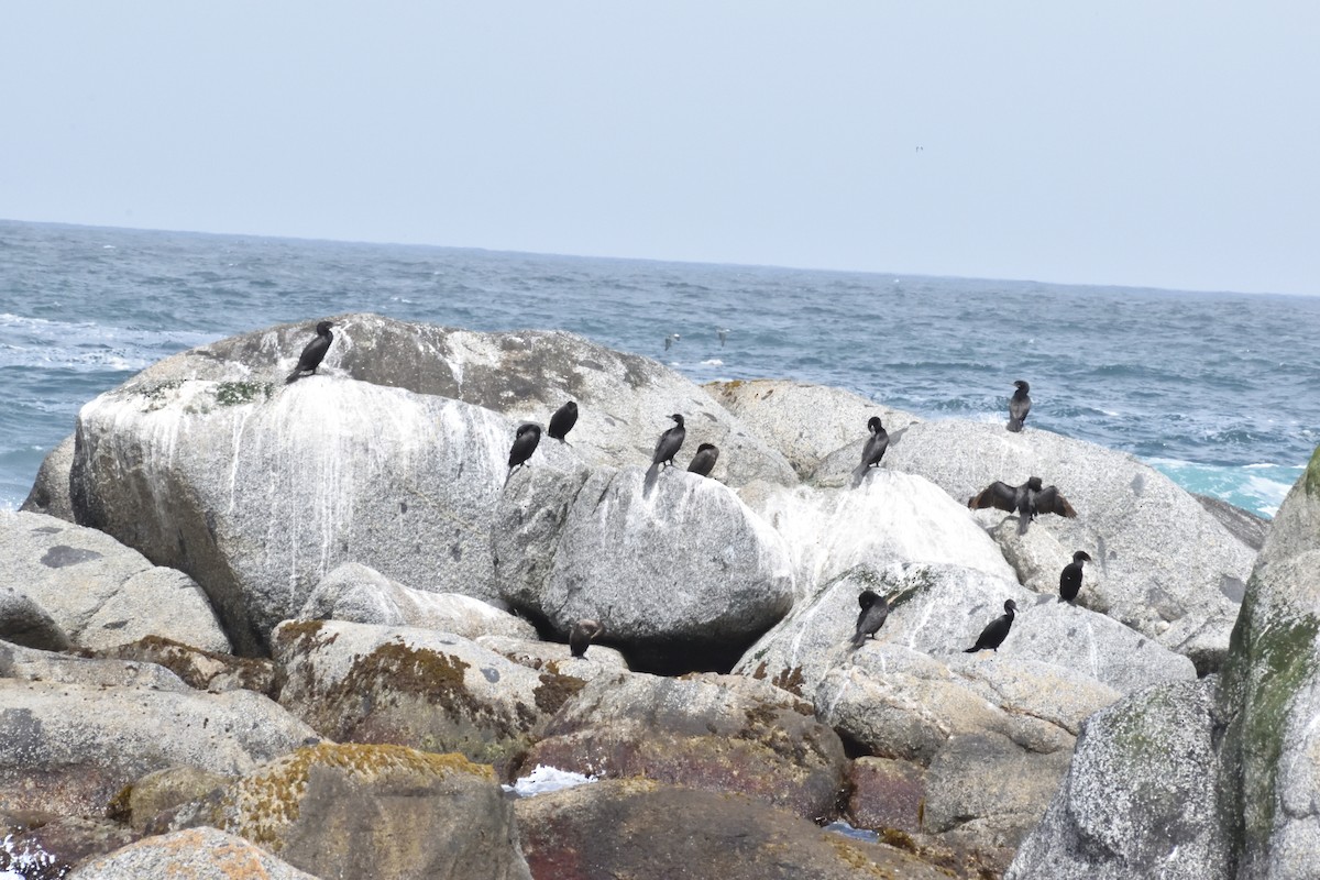 Neotropic Cormorant - ML647123339