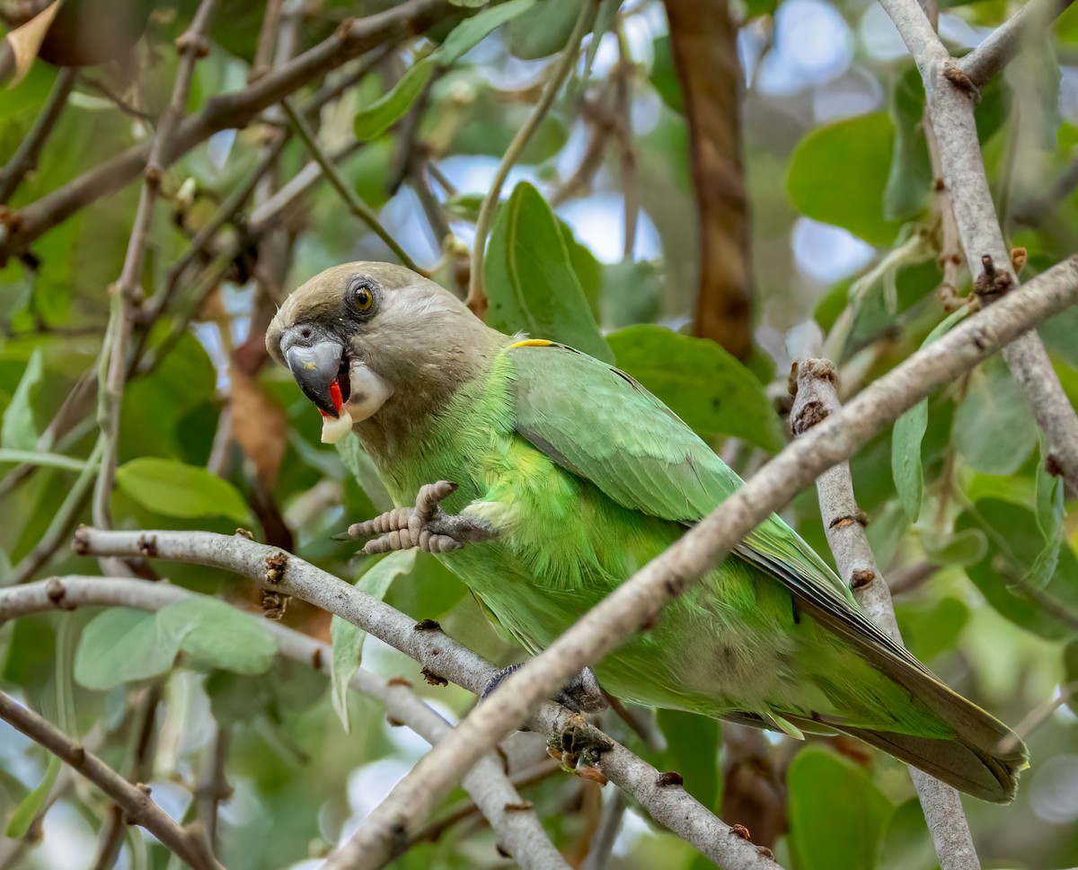 Lorito Cabecipardo - ML647123369