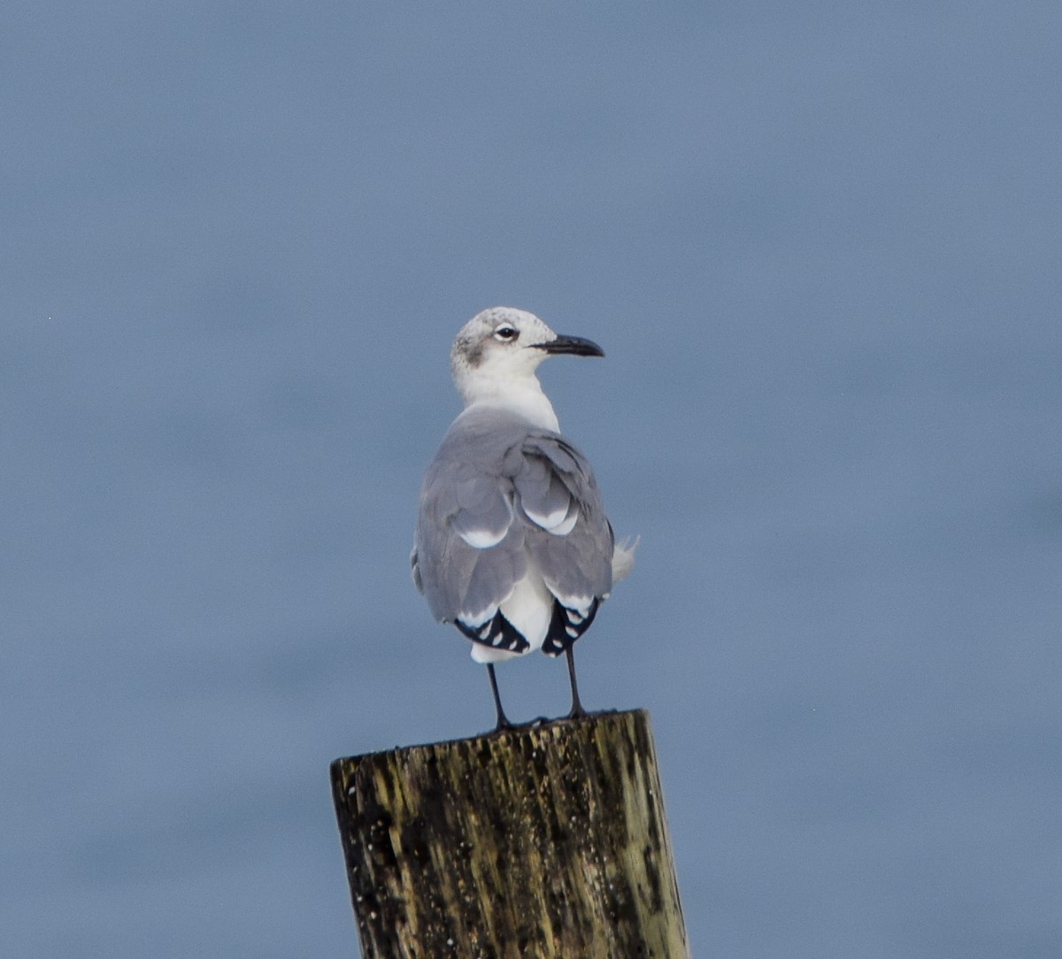 ワライカモメ - ML647123370