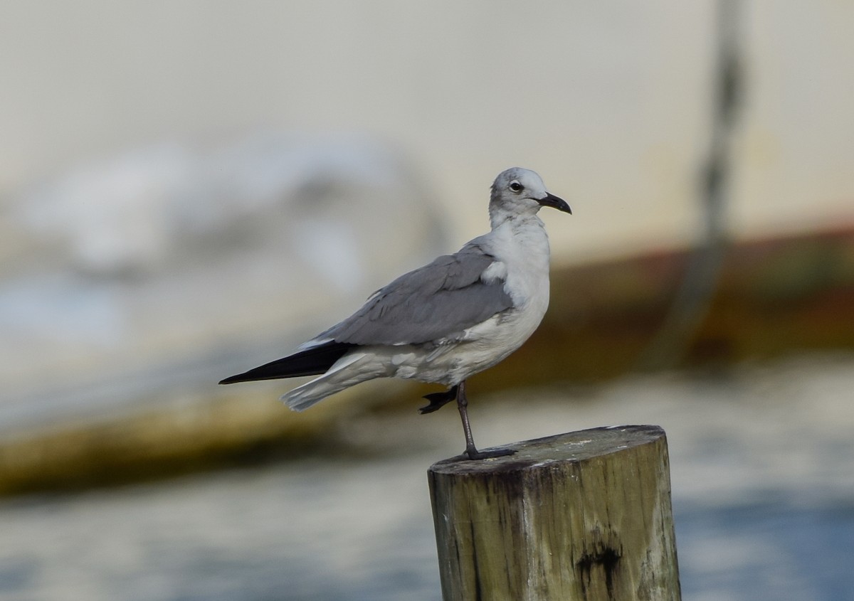 ワライカモメ - ML647123371