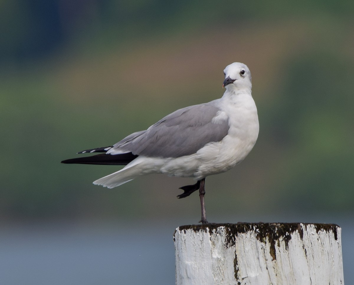 ワライカモメ - ML647123372