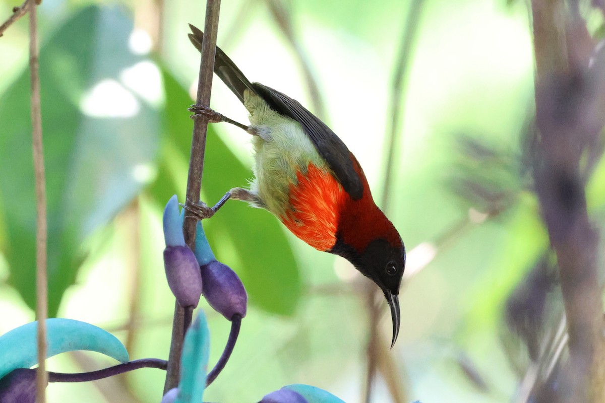 Black-throated Sunbird (Dalat) - ML647123379