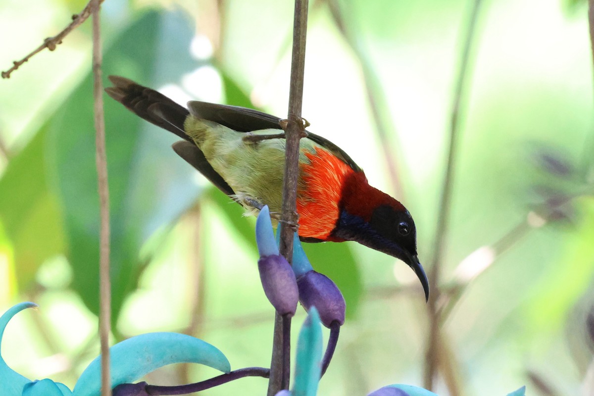 Black-throated Sunbird (Dalat) - ML647123380