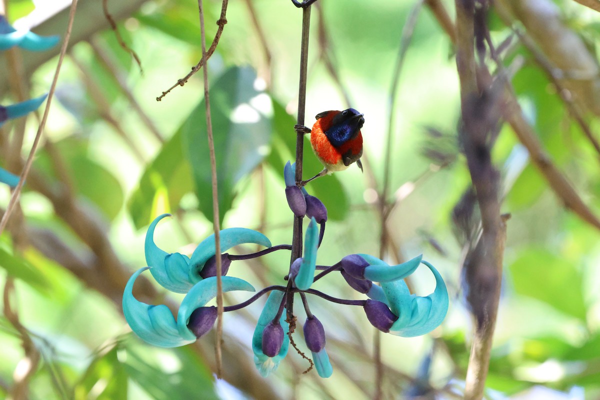 Black-throated Sunbird (Dalat) - ML647123381