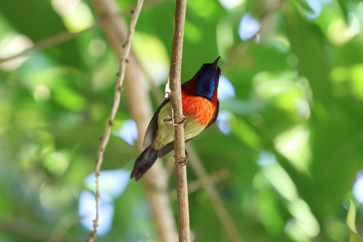 Black-throated Sunbird (Dalat) - ML647123382