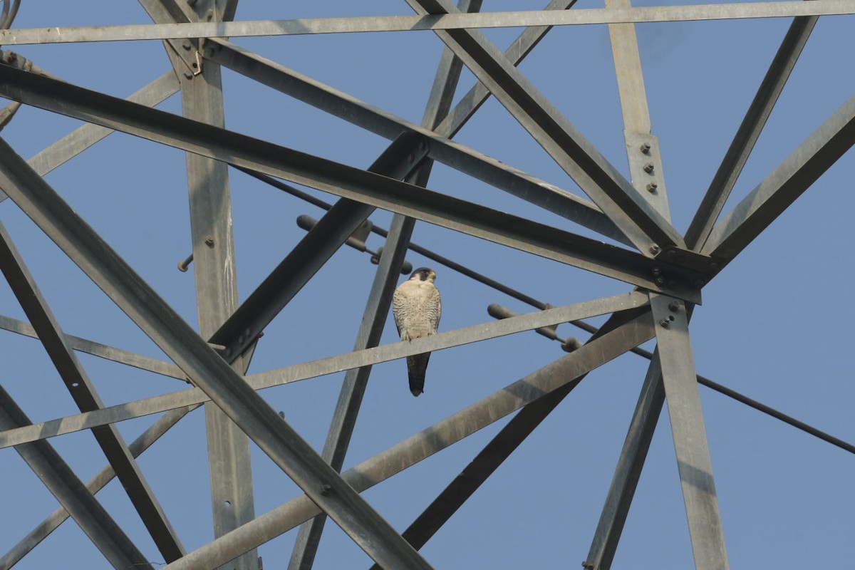 遊隼 - ML647123392