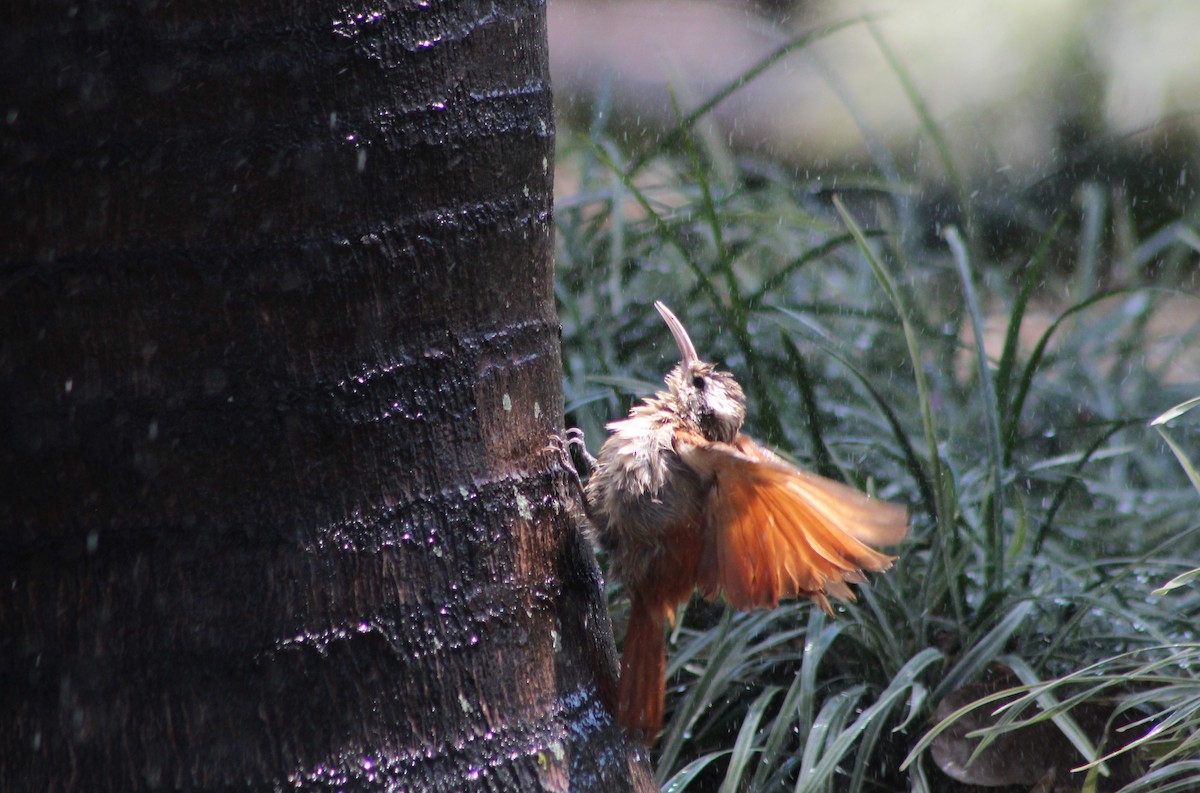 マミジロオニキバシリ - ML647123396