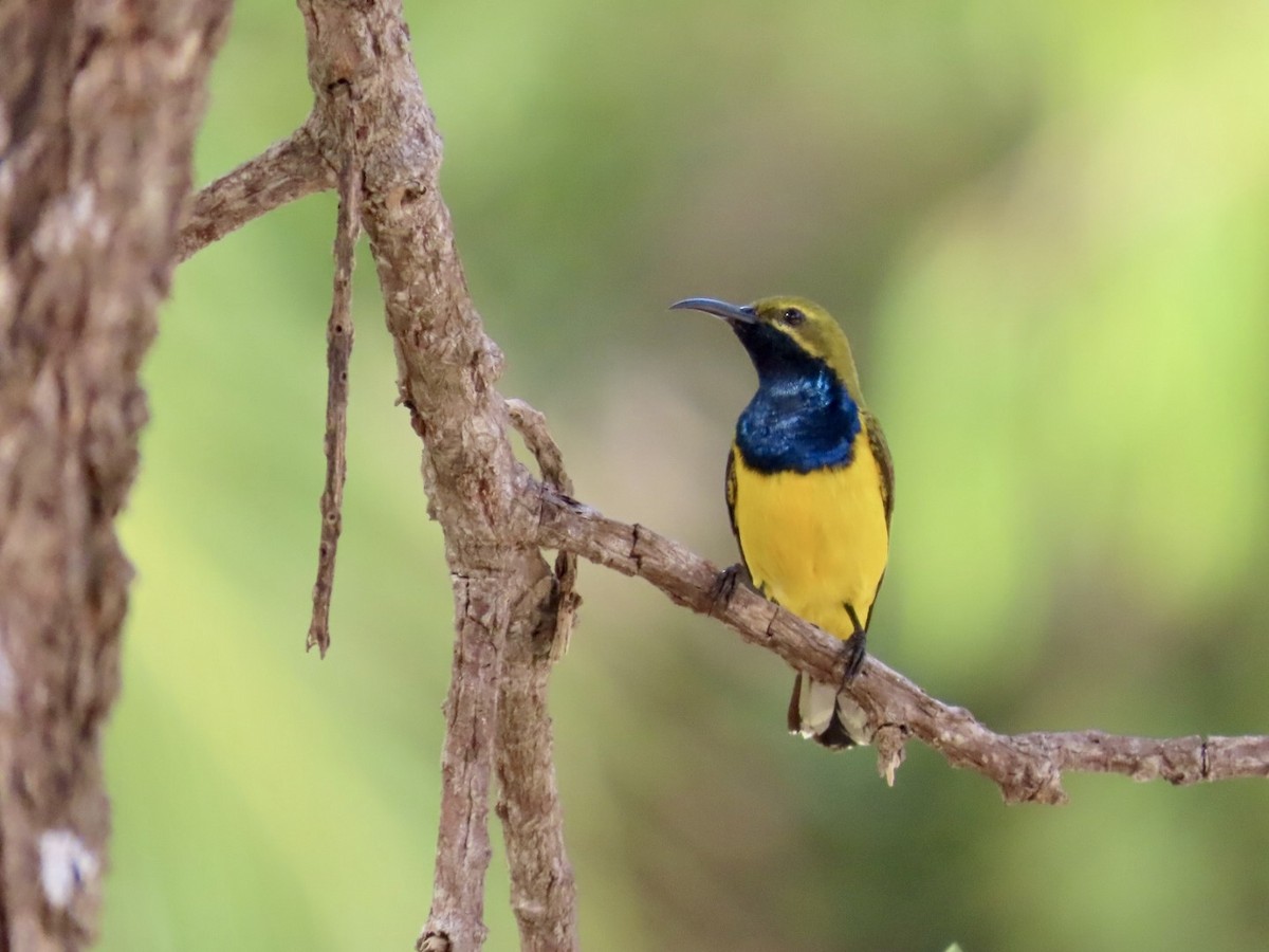 Sahul Sunbird - ML647123403