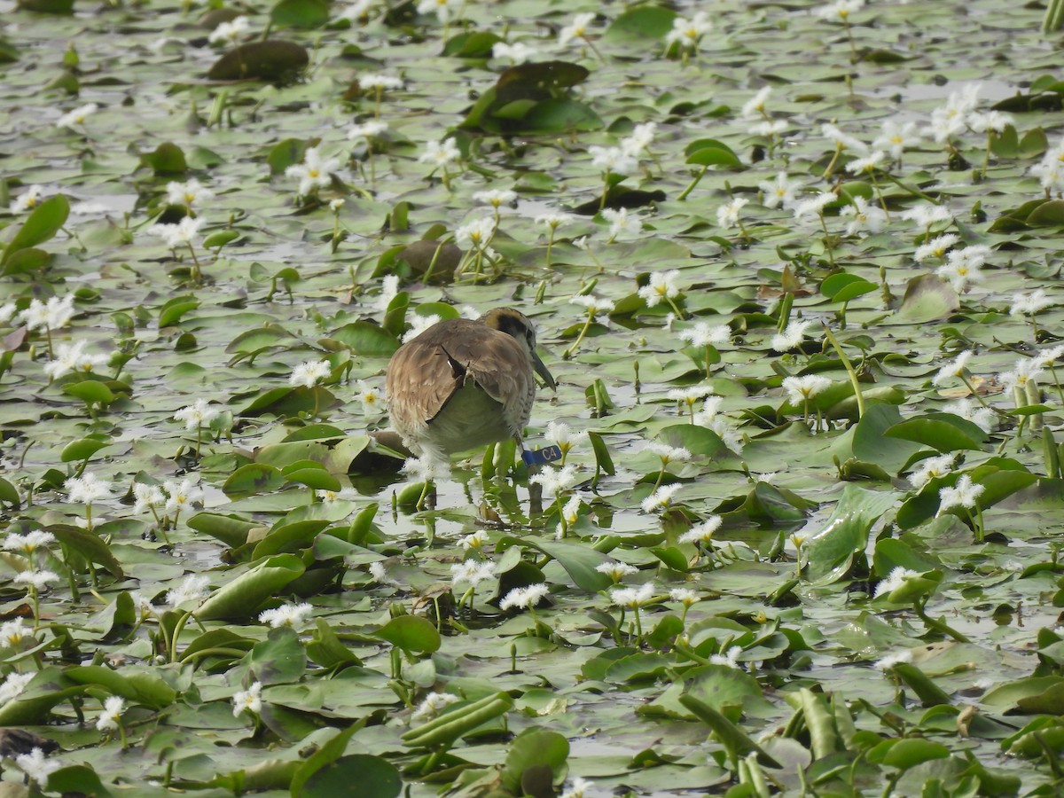 レンカク - ML647123407