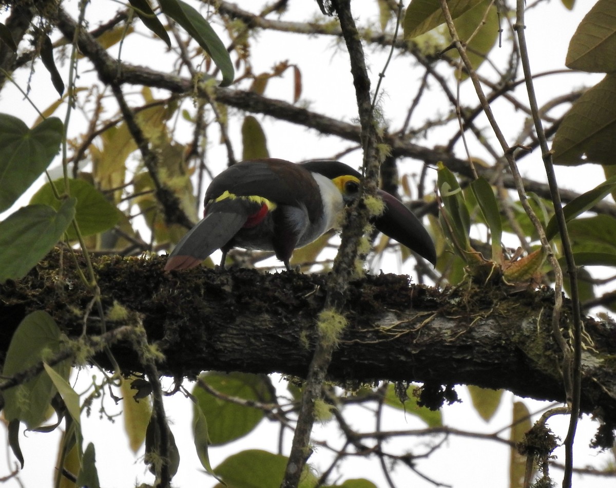 Андигена білощока - ML647123420