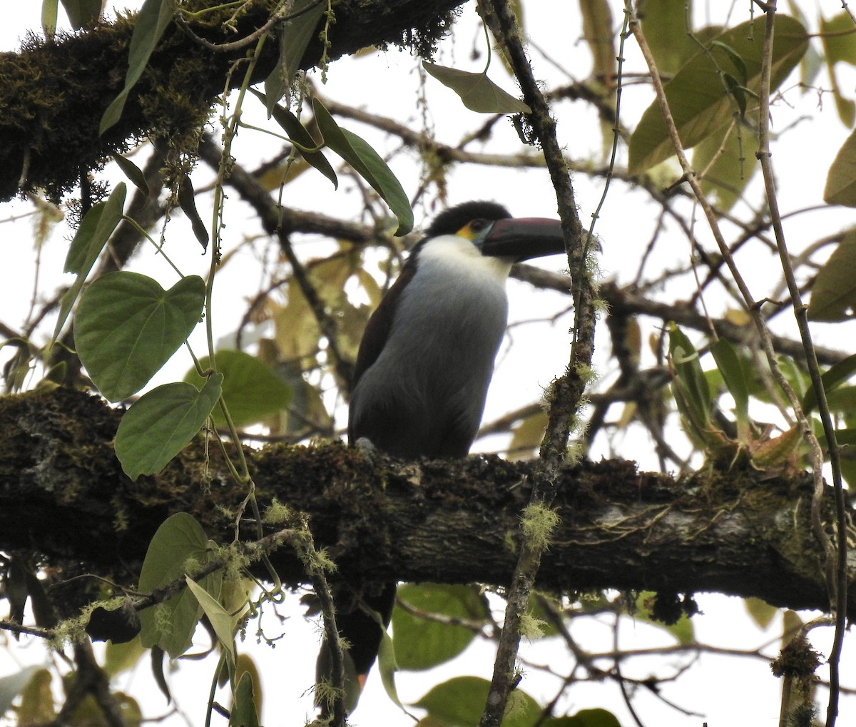 Андигена білощока - ML647123421