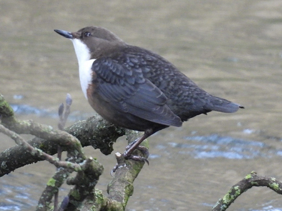 White-throated Dipper - ML647123422