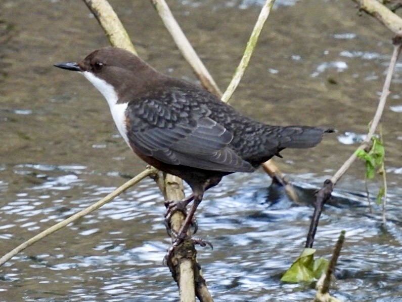 White-throated Dipper - ML647123423