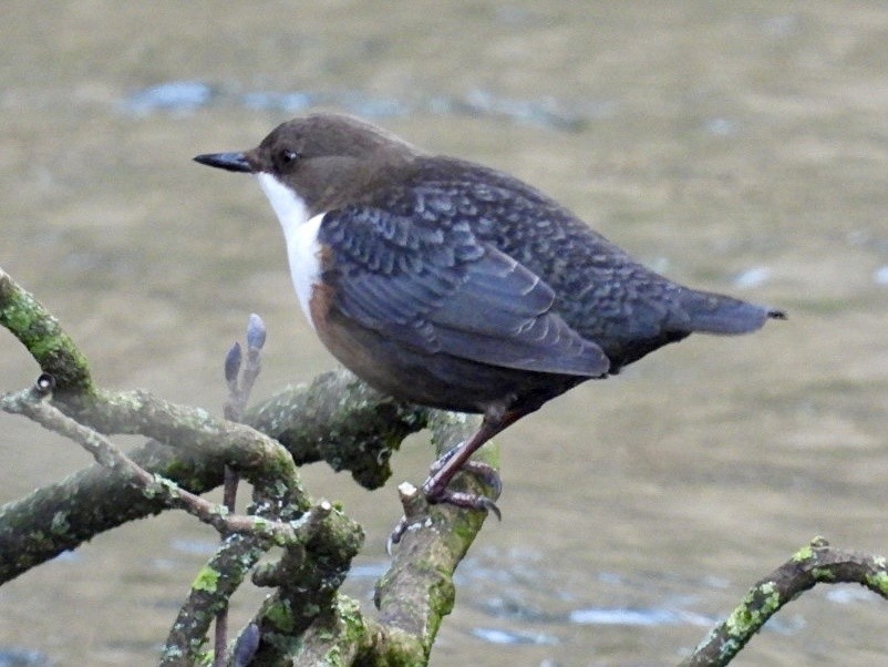 White-throated Dipper - ML647123424