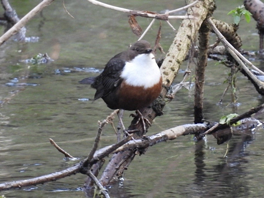 White-throated Dipper - ML647123425