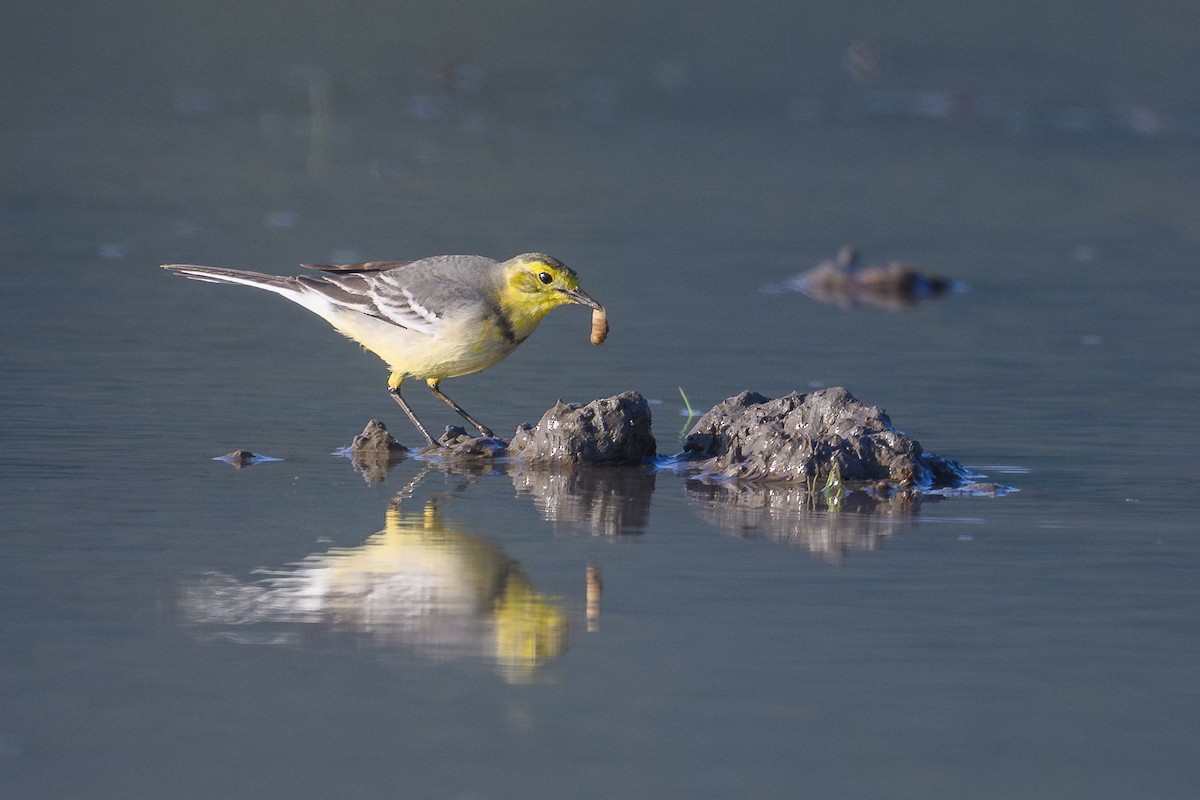 נחליאלי לימוני - ML647123426