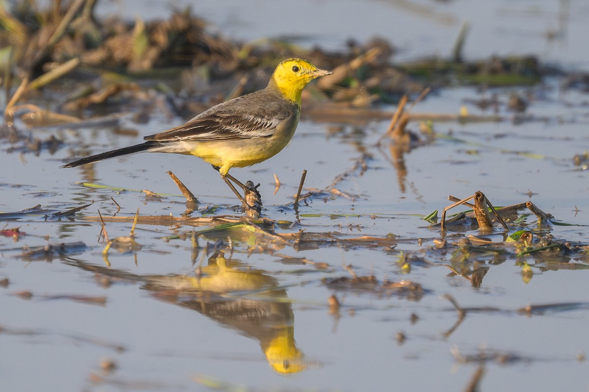 נחליאלי לימוני - ML647123427