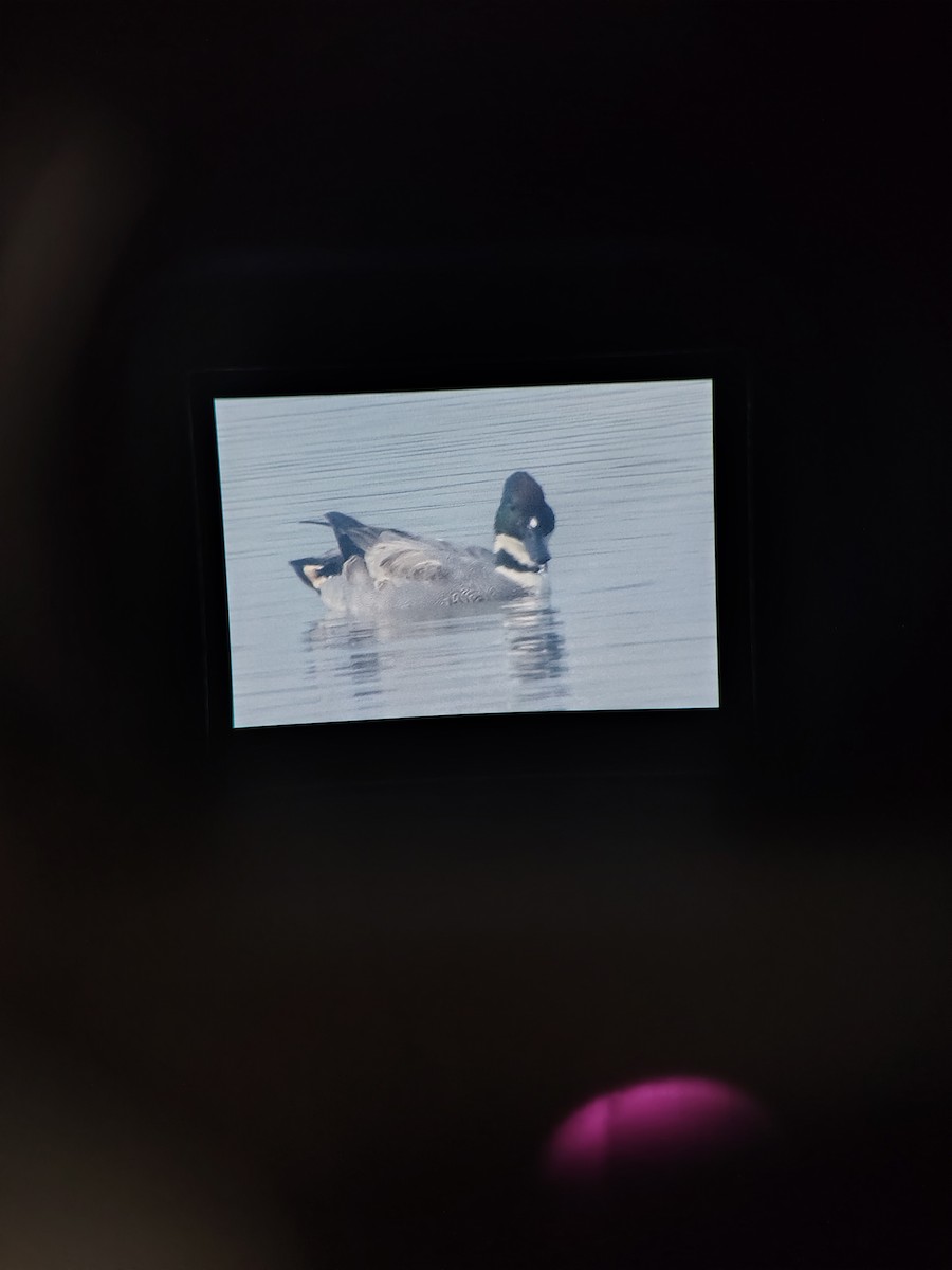 ヨシガモ - ML647123459