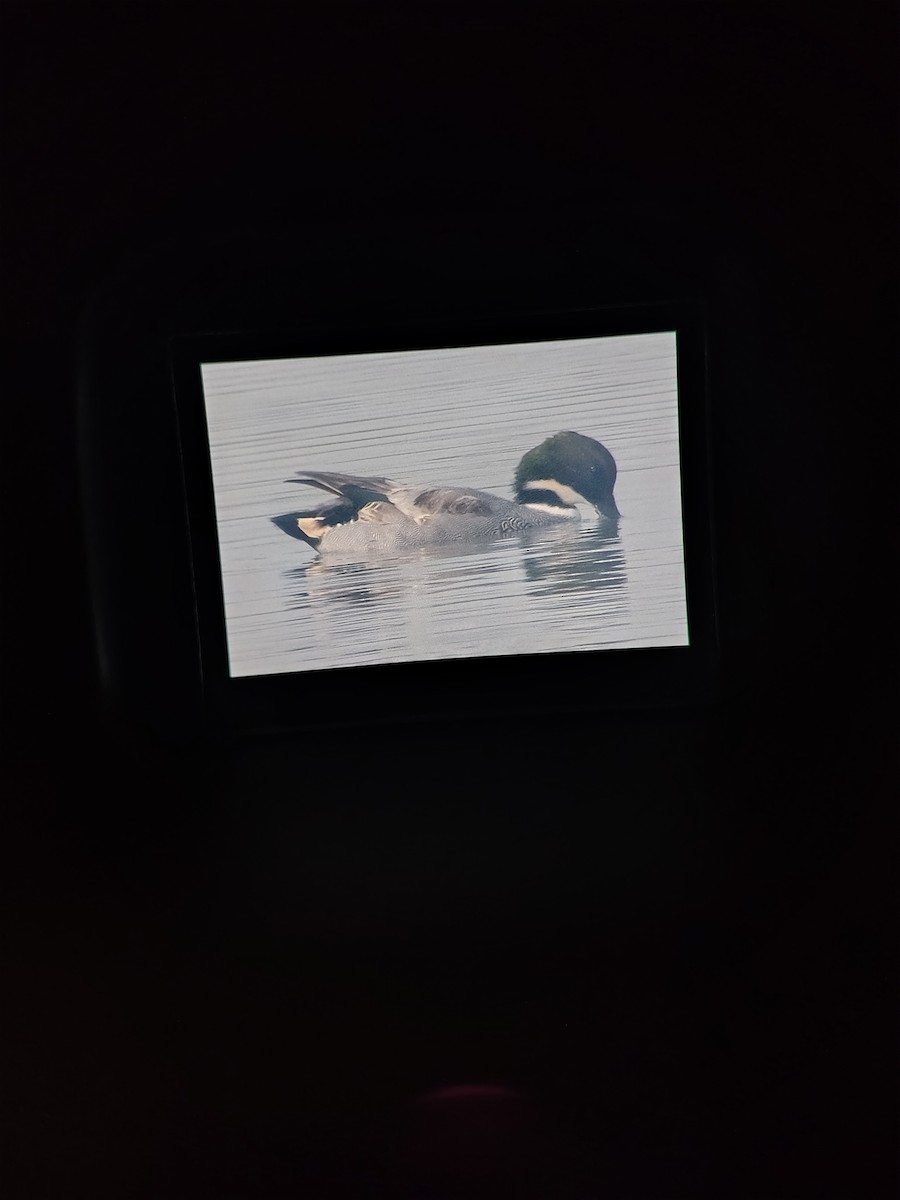 ヨシガモ - ML647123460