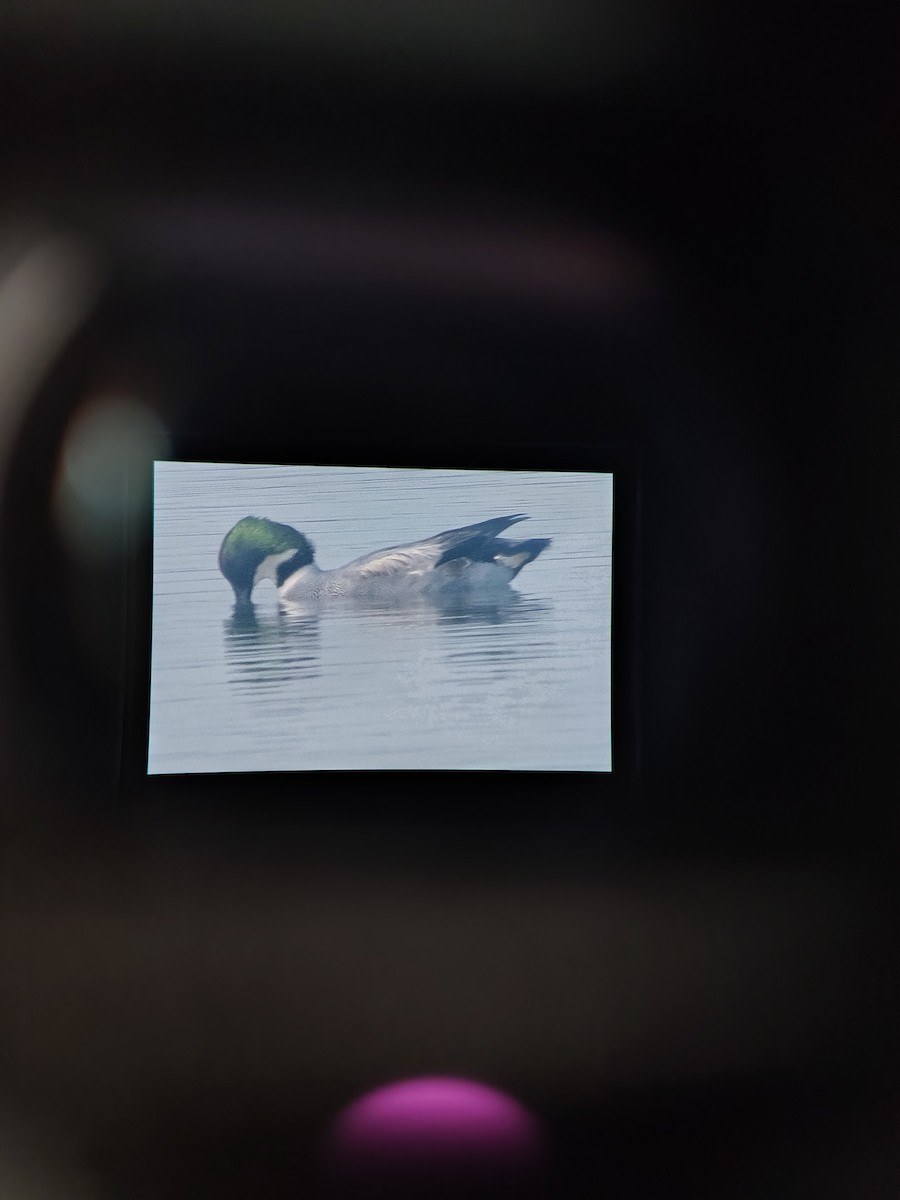 ヨシガモ - ML647123461