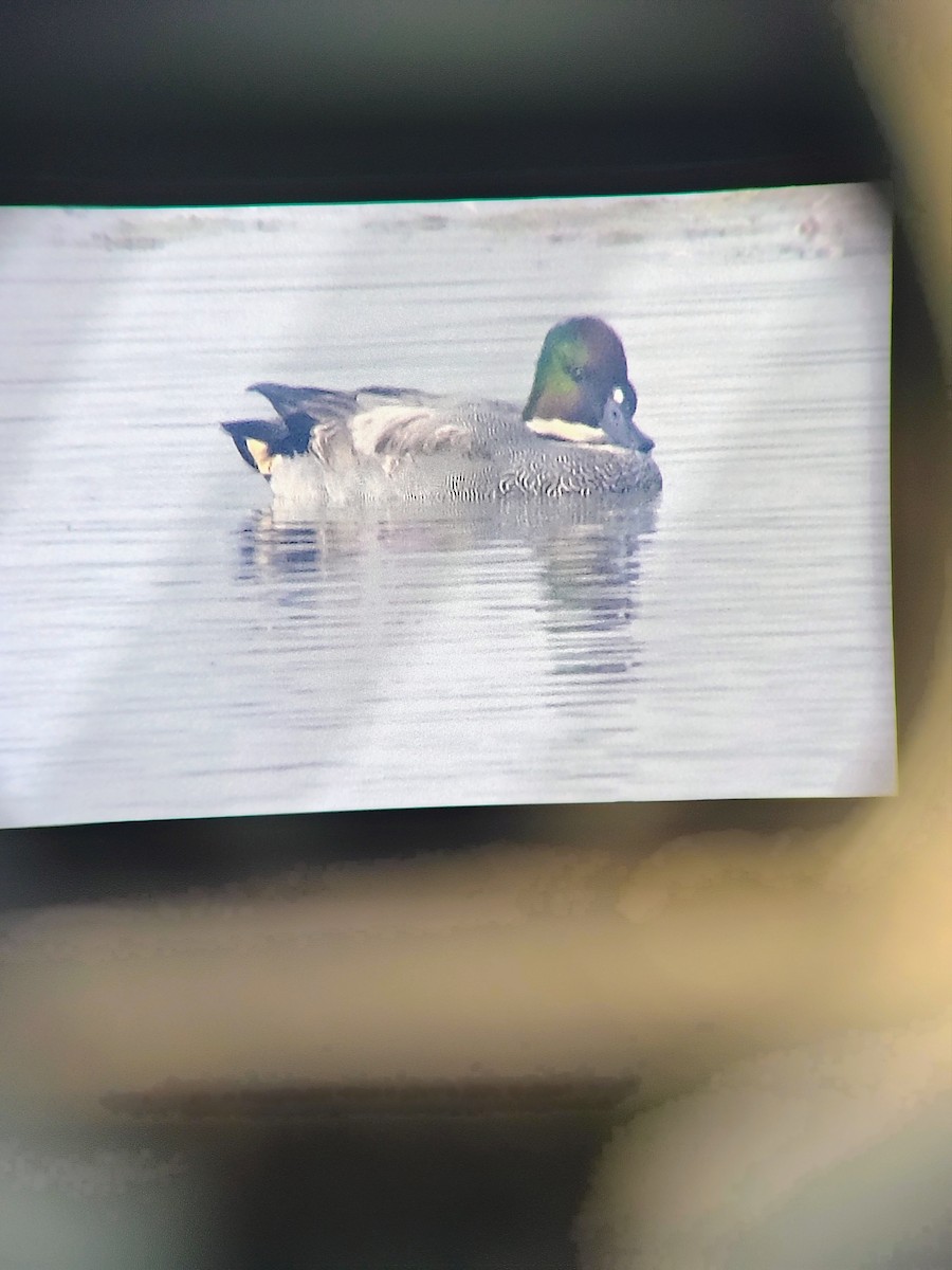 ヨシガモ - ML647123465