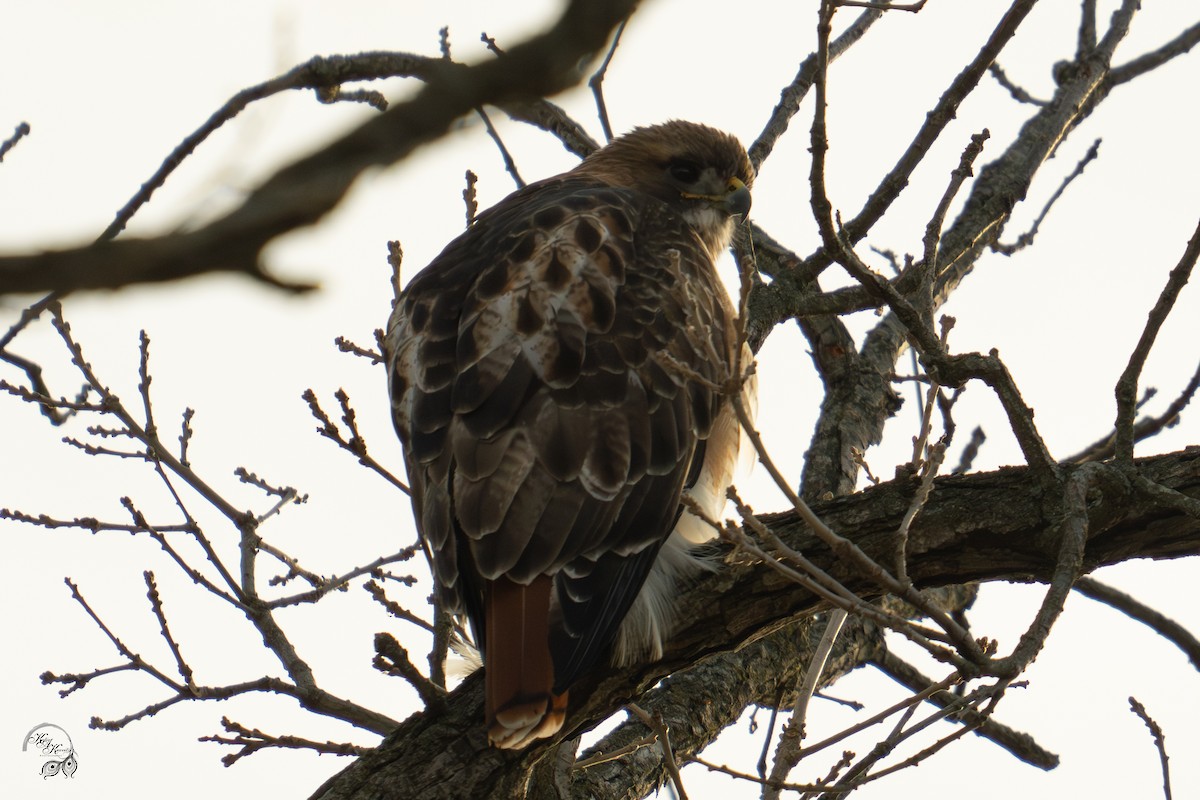 Kızıl Kuyruklu Şahin - ML647123469