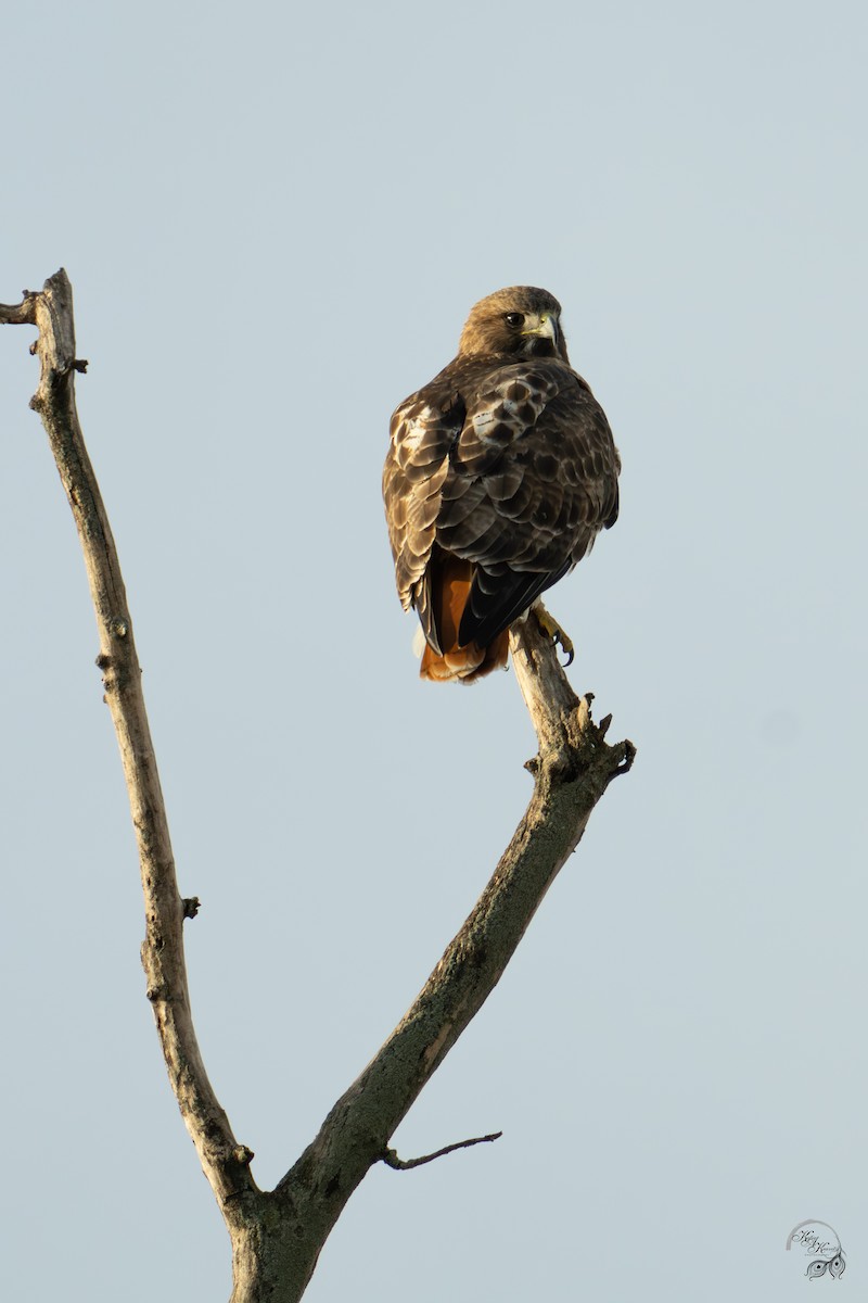 Kızıl Kuyruklu Şahin - ML647123470