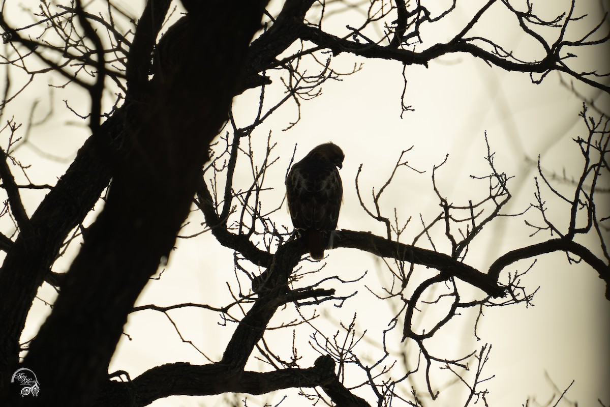 Kızıl Kuyruklu Şahin - ML647123471