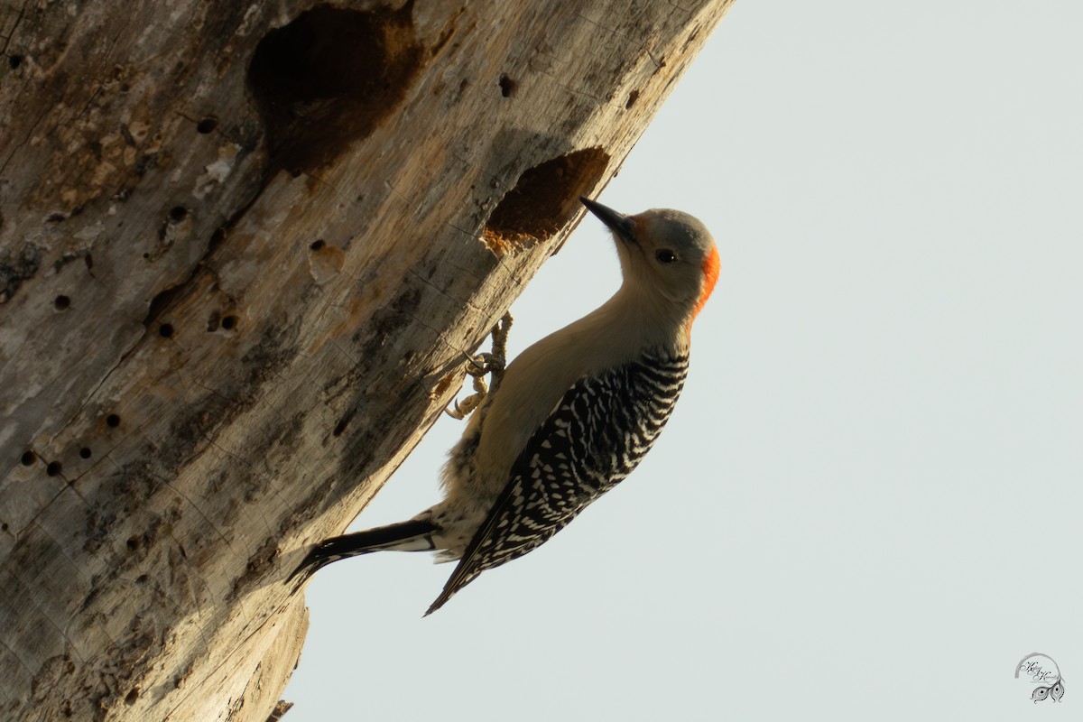 Kızılca Karınlı Ağaçkakan - ML647123476