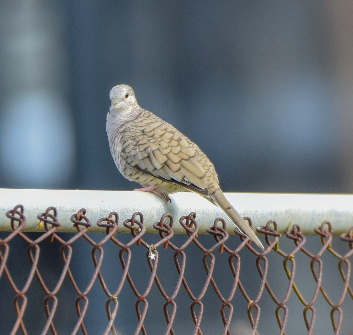 Inca Dove - ML647123477