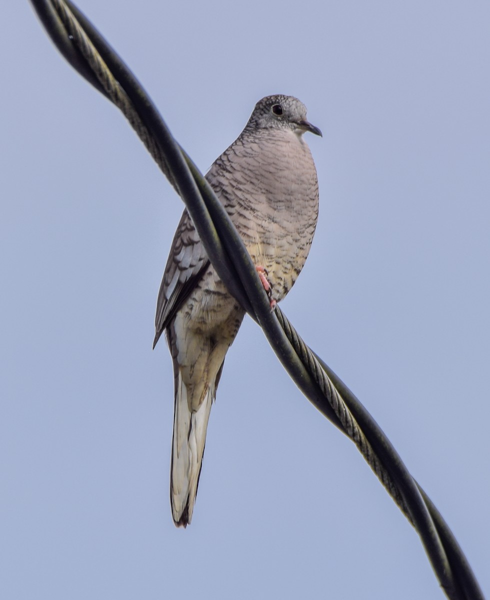 Inca Dove - ML647123478