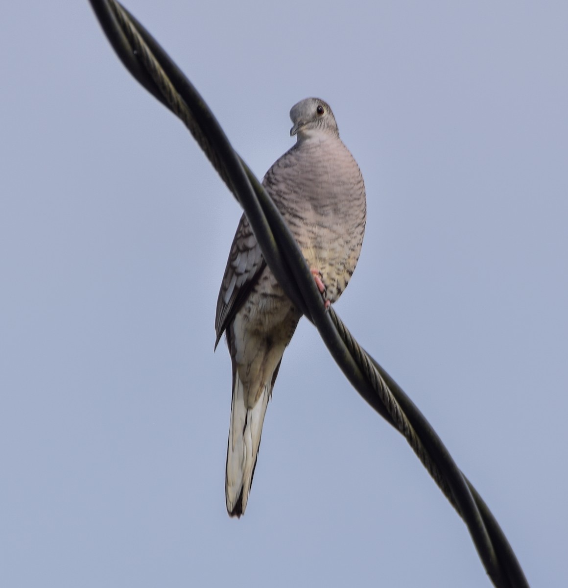 Inca Dove - ML647123479