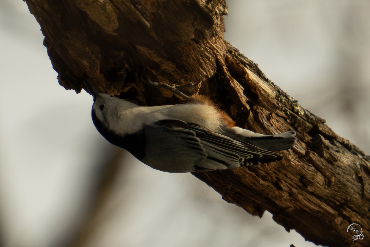 Beyaz Göğüslü Sıvacı - ML647123482