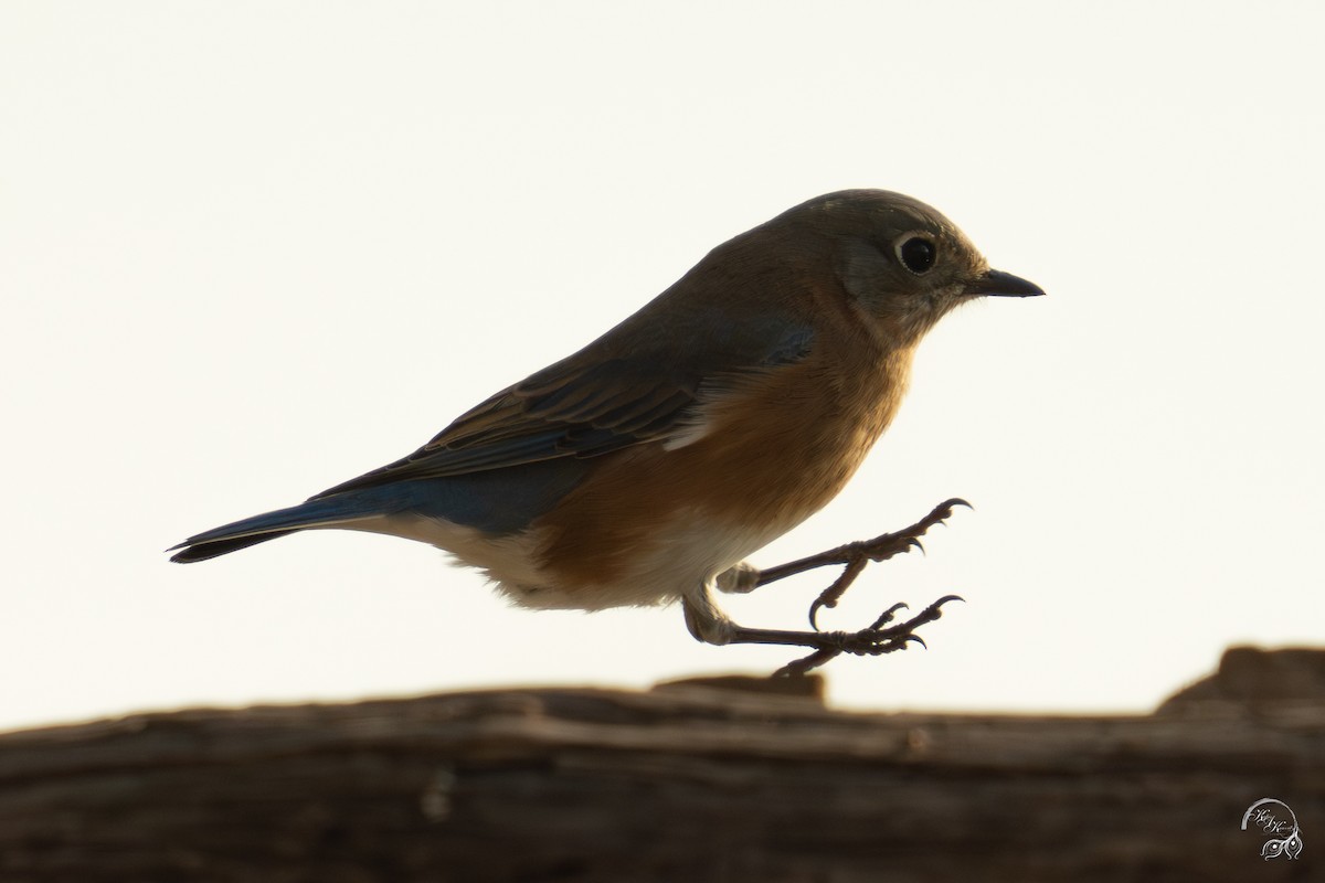 Doğulu Mavi Ardıç - ML647123489