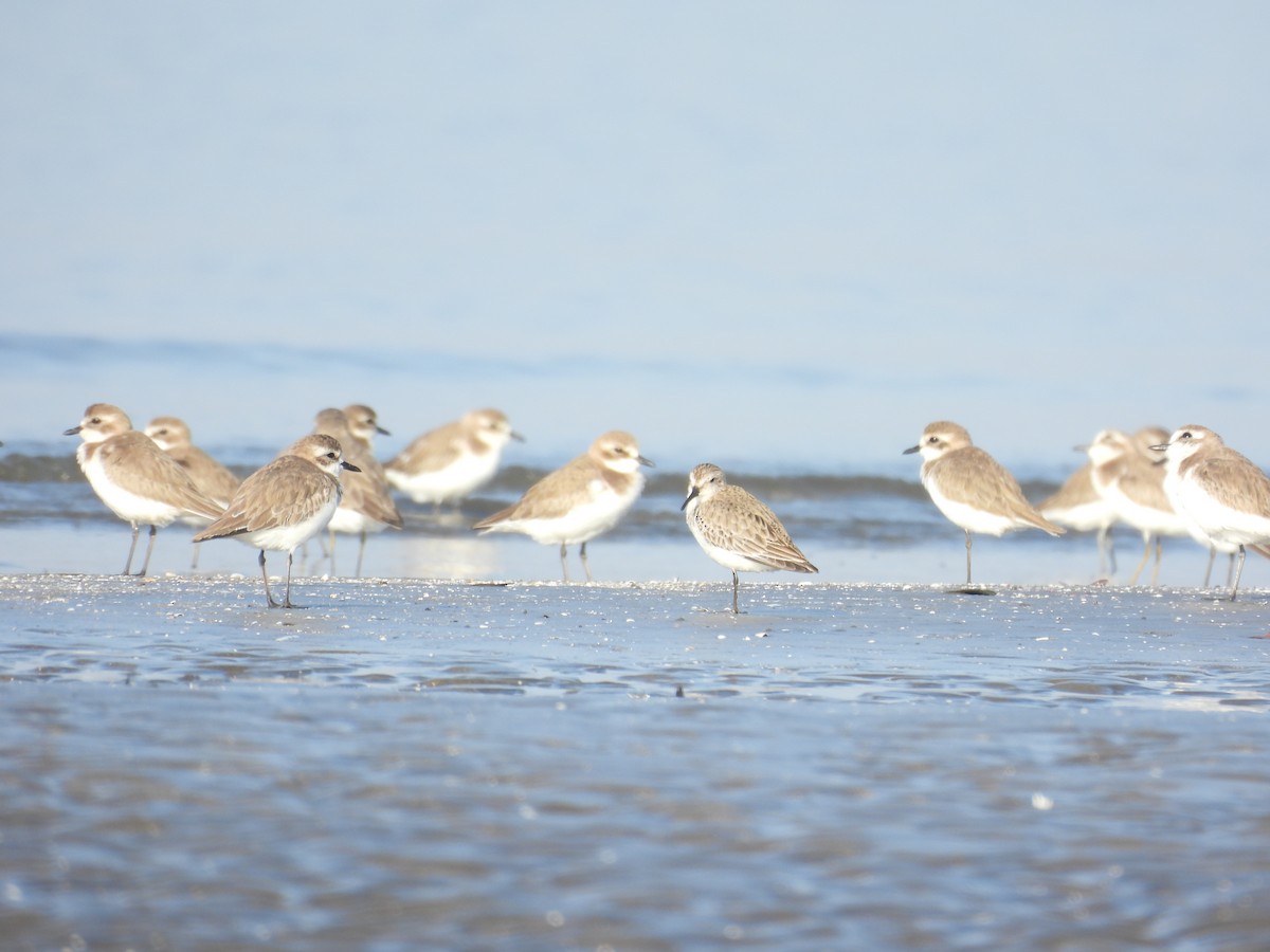 Tibetan Sand-Plover - ML647123490