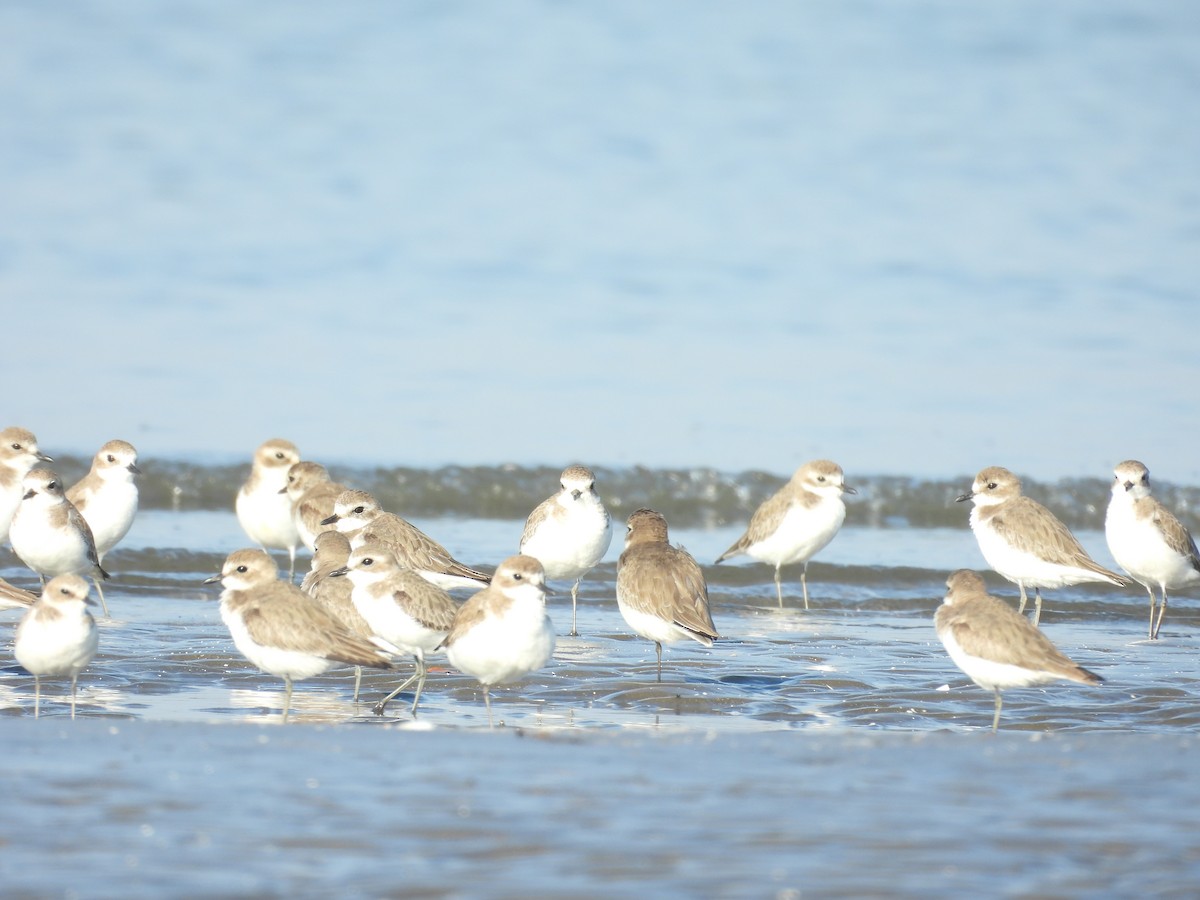 Tibetan Sand-Plover - ML647123491